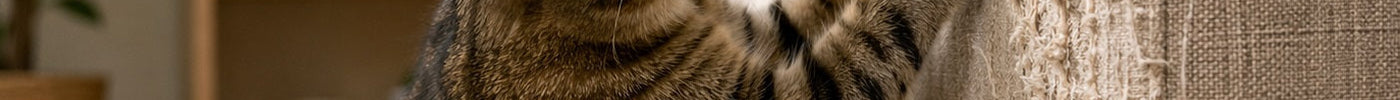 How to Stop Cats Scratching Furniture Without Punishment