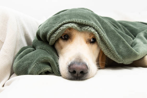 Best Quiet Nail Grinders for Anxious Dogs at Home