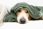 Best Quiet Nail Grinders for Anxious Dogs at Home