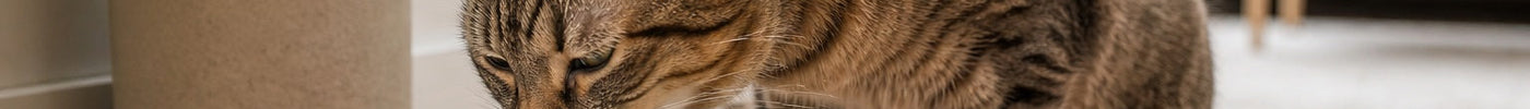 Cat Water Fountains: Do Cats Drink More Water?