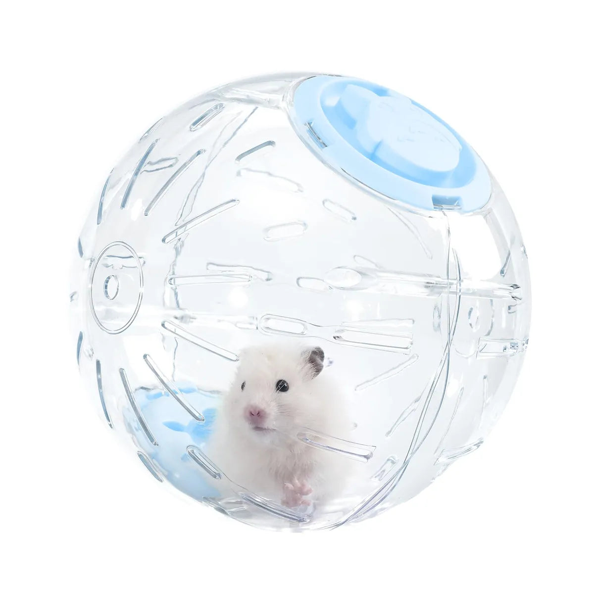 White hamster inside a transparent exercise ball with blue lid, providing a safe exercise toy for small pets such as hamsters, mice, and gerbils.