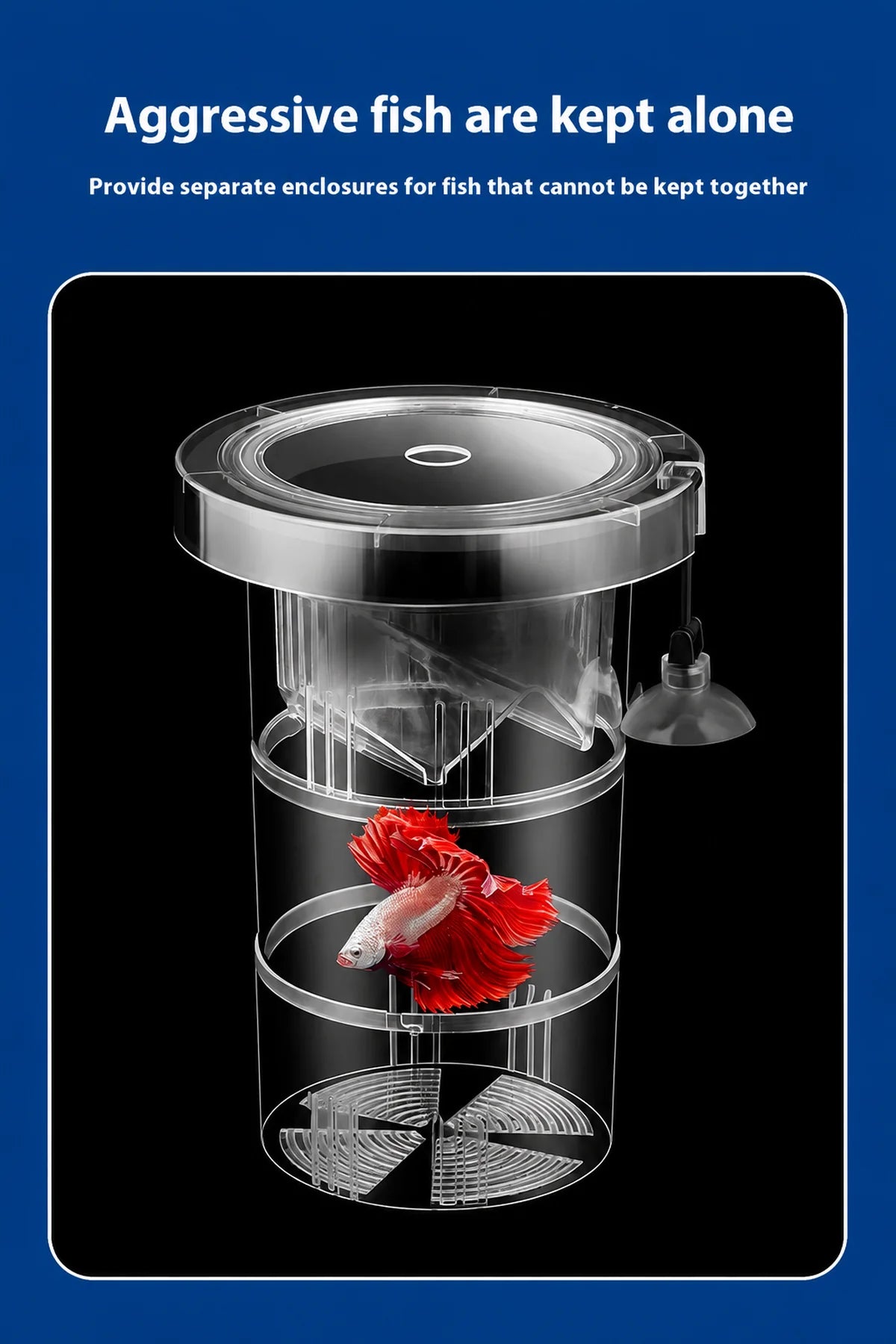 Transparent acrylic aquarium isolation breeding box with a red betta fish on a black background, designed to safely separate aggressive fish in a home aquarium.