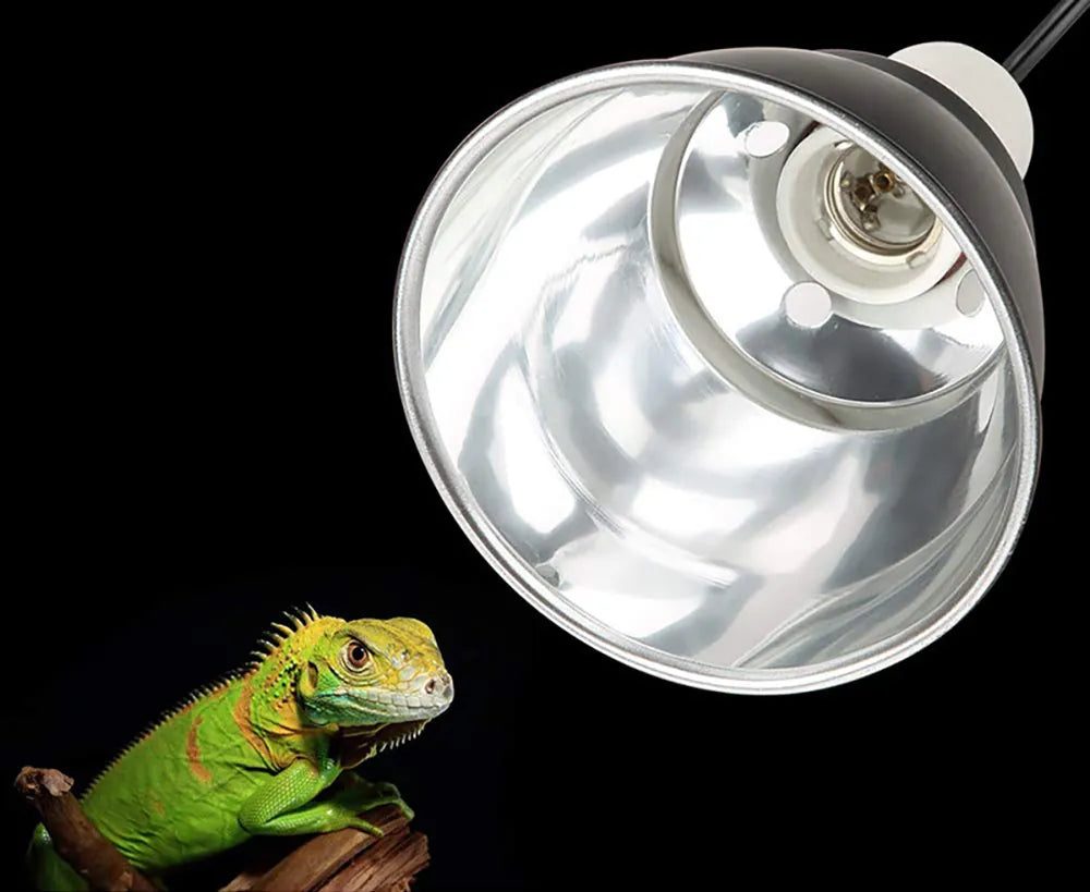 Green iguana sitting beneath a reptile heat lamp with reflective dome.