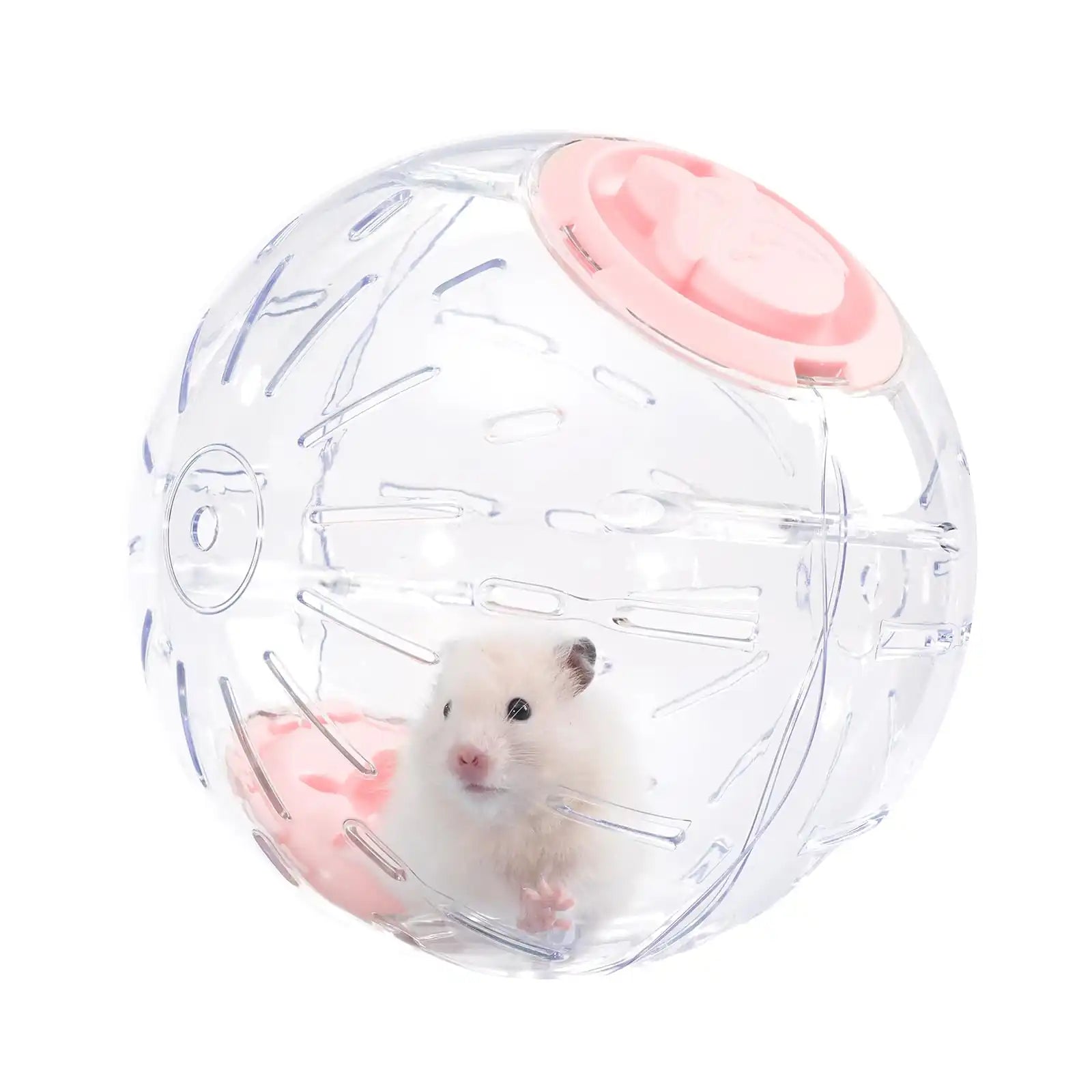 Cream-colored hamster inside a transparent plastic exercise ball with pink end caps on a white background.
