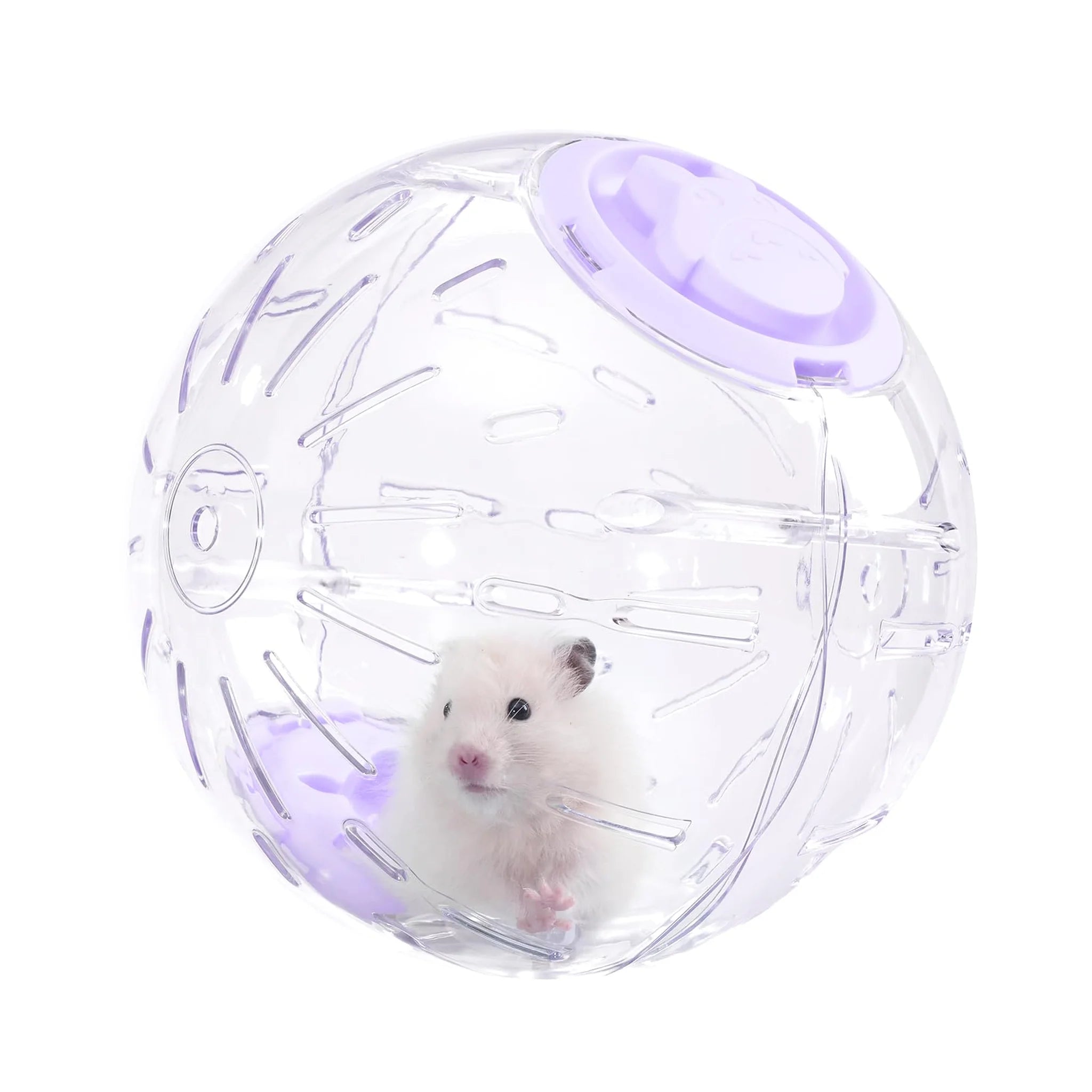 White hamster inside a transparent exercise ball with purple accents on a white background. Optimized Shopify product image.